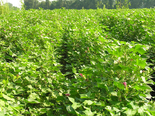 menanam tanaman kapas